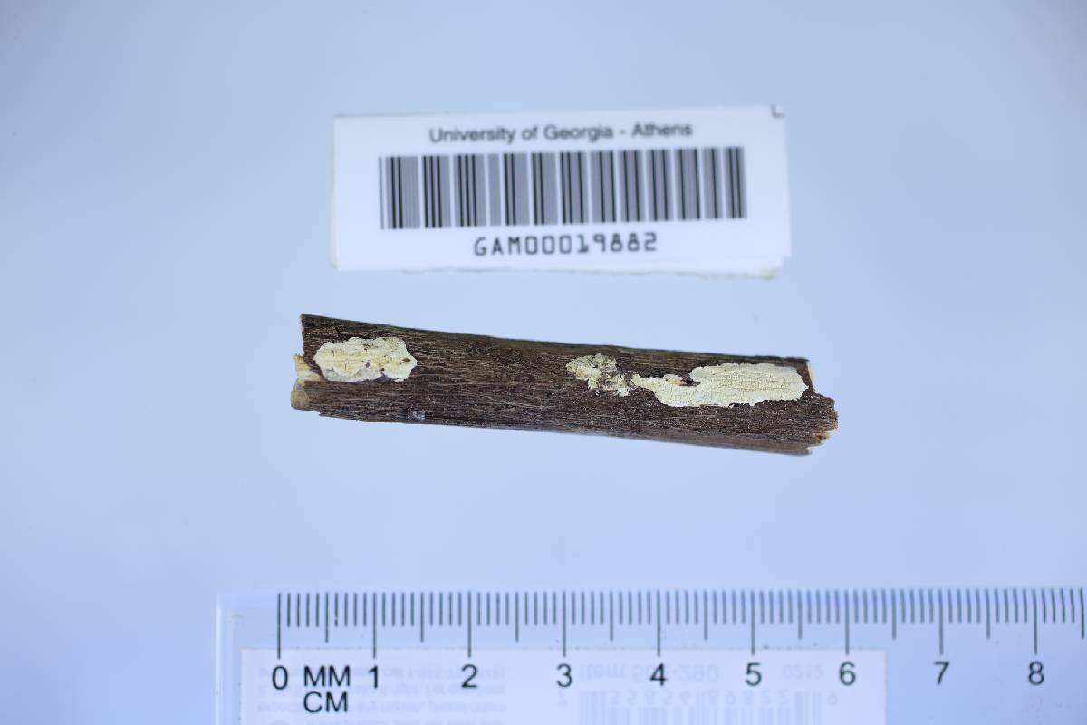 Dentocorticium sulphurellum image