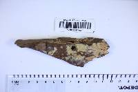 Mycoacia stenodon image