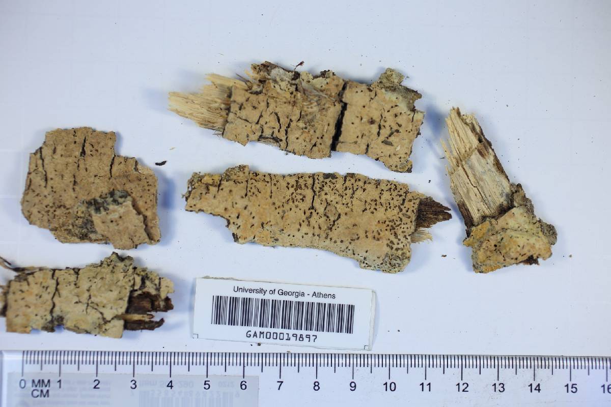 Phanerochaete sordida image