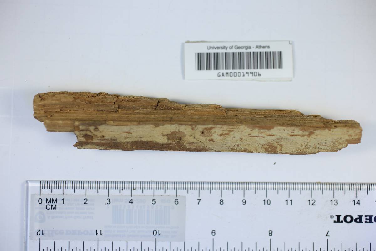 Hyphodontia pallidula image