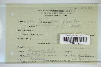 Phlebiopsis gigantea image