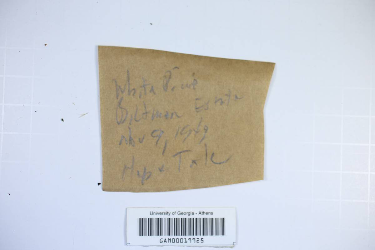 Skeletocutis amorpha image