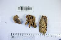 Bjerkandera adusta image