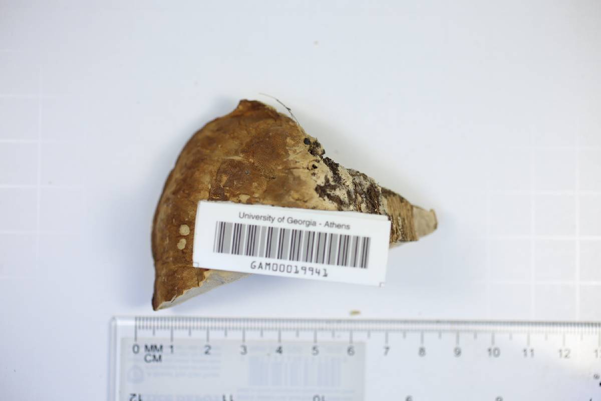 Polyporus amygdalinus image