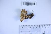 Abortiporus biennis image