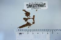 Coltricia cinnamomea image