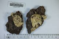 Postia caesia image