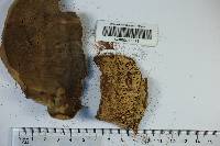 Bondarzewia berkeleyi image