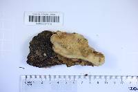 Phellinus crocatus image