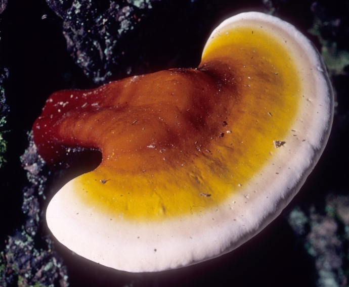 Ganoderma tsugae image