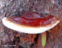 Ganoderma lucidum image