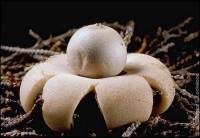 Geastrum saccatum image