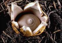 Geastrum saccatum image