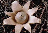 Geastrum saccatum image