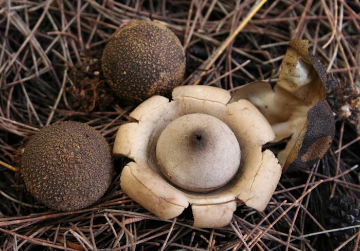 Geastrum litchiforme image