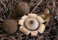 Image of Geastrum litchiforme