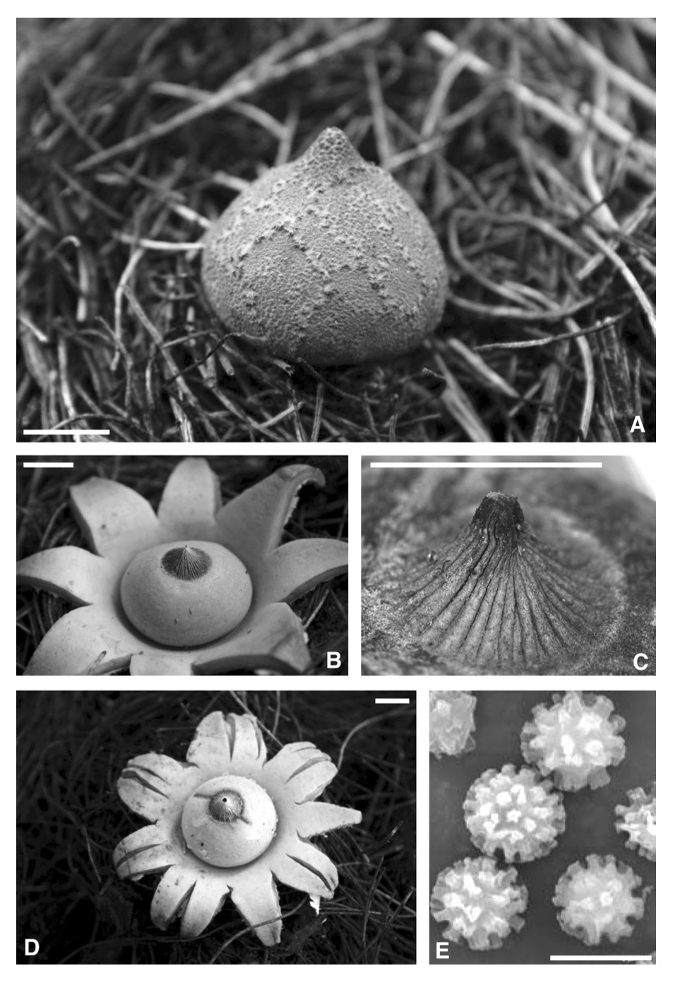 Geastrum image