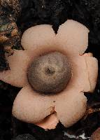 Image of Geastrum argentinum