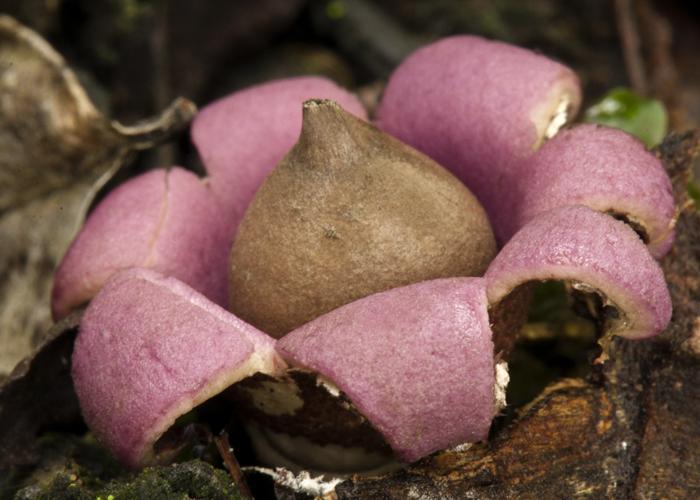 Geastrum episcopale image