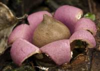 Geastrum episcopale image