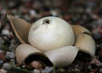 Geastrum floriforme image