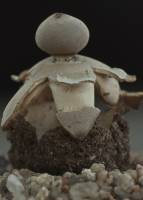 Geastrum fornicatum image