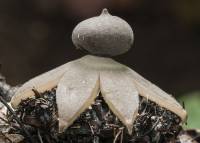 Image of Geastrum ovalisporum