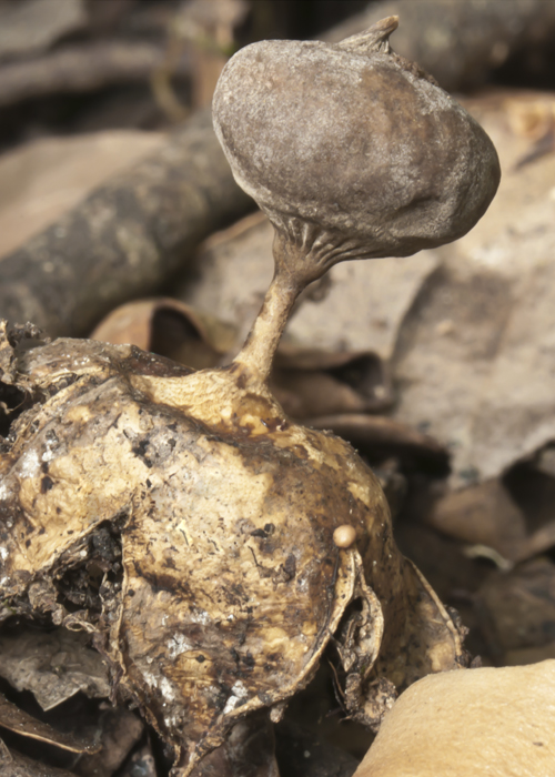 Geastrum pectinatum image