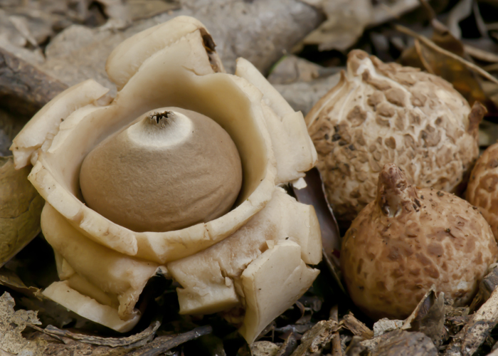 Geastrum triplex image