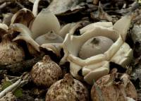 Geastrum triplex image