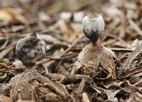 Geastrum glaucescens image