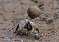 Geastrum schmidelii image