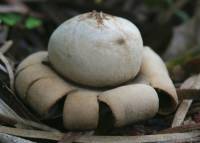 Geastrum floriforme image