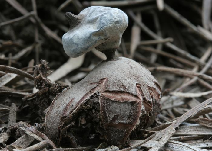 Geastrum parvistriatum image