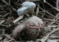 Image of Geastrum parvistriatum