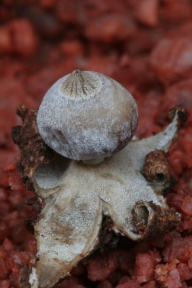 Geastrum glaucescens image