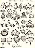 Geastrum elegans image