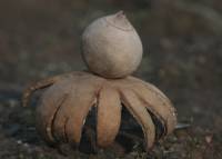 Geastrum arenarium image