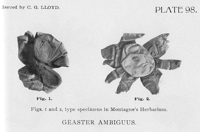 Geastrum ambiguum image