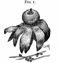 Image of Geastrum asper