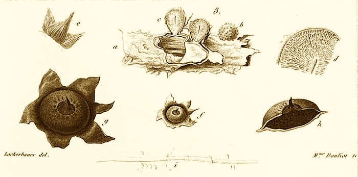 Geastrum mirabile image