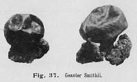 Image of Geastrum smithii