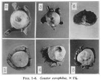 Image of Geastrum xerophilum