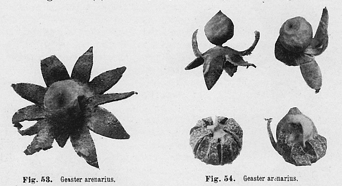 Geastraceae image