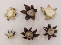 Image of Geastrum recolligens