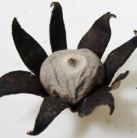 Geastrum corollinum image