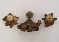 Geastrum coronatum image