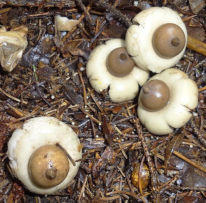 Geastrum elegans image