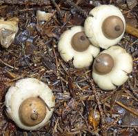 Image of Geastrum elegans