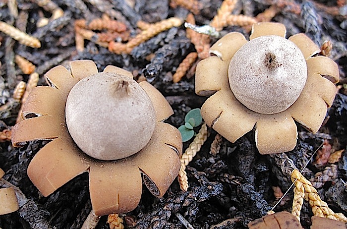 Geastrum floriforme image